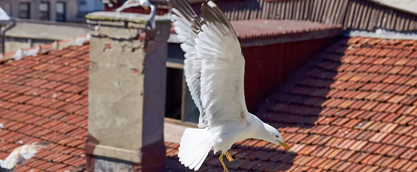 Residential Chimney Animal Removal Solution in Sanford, NC