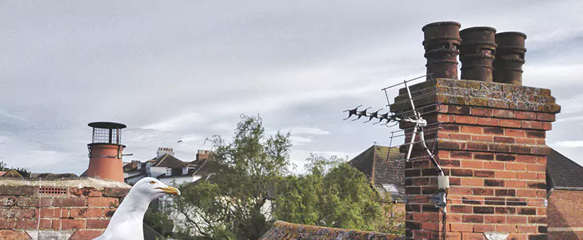Chimney Cleaning And Restoration in Sanford, North Carolina